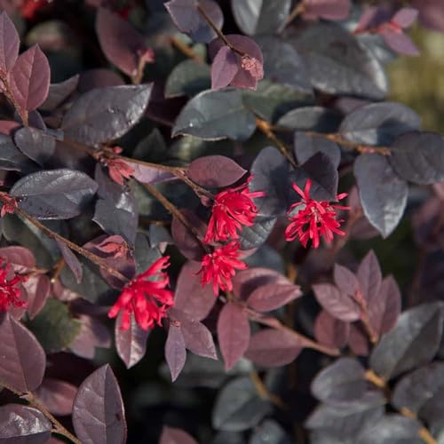 Southern Living Loropetalum Red Diamond Shrub 2 Gallon Plant for Gardens and Landscapes Beautiful Blooms and Versatile U